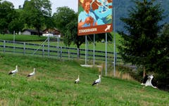«Los Jungs, nichts wie hin!» Gesehen an der Autobahn in Buochs. (Bild: Sepp Bernasconi, 27. August 2018)