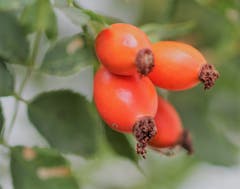 Die Hagebutten reifen schon; die Vitamin-C Spender. (Bild: Josef Habermacher, 27. August 2018)
