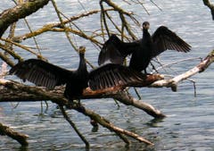 Nicht nur die Gänse trifft man bei der Lido Wiese an, jetzt hat es dort auch Kormorane. (Bild: Walter Buholzer, 27. August 2018)