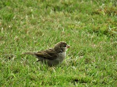 «Learning by doing!» Gar nicht so leicht, wenn man als Jungvogel, so scheint es wenigstens, überhaupt keine Anweisungen erhalten hat, wie die eigene Futtersuche funktioniert. (Bild: Margrith Imhof-Röthlin, 27. August 2018)