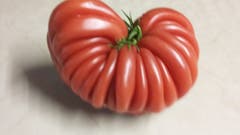 Diese Ochsenherz Tomate ist bei Alice Bieri in Ebnet gewachsen und wiegt stolze 775 Gramm. (Bild: Romy Vonarburg, 27. August 2018)