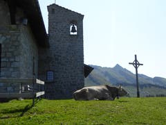 Friedliche Ruhepause auf Klewenalp. (Bild: Hans Steiner, 28. August 2018)