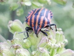 Käfer auf Blume. (Bild: Benedikt Born, 27. August 2018)
