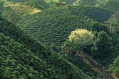 Die Kaffeezone ist der Obstgarten Kolumbiens. Kaffeesträucher wachsen neben Avocadobäumen und Bananenstauden.
