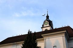 Zwischenhalt der Störche in Triengen (Bild: Hedy Gasser-Küng)