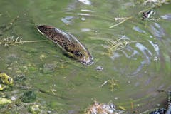 Bachforellen suchen nach tieferem Wasser und schnappen nach Luft.