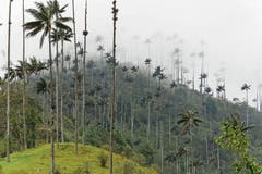 Kolumbiens Nationalbaum ist die Wachspalme.