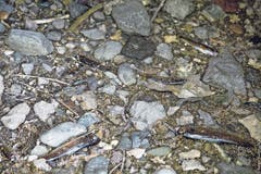 Hunderte Bachforellen und über tausend Groppen sind im Giessen in Balzers verendet. (Bild: Bilder: Rainer Kühnis)