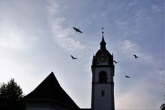 Störche in Triengen (Bild: Hedy Gasser-Küng)