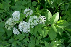 Leser Josef Habermacher fand filigrane Blüten im lichten Wald. (Bild: Josef Habermacher)