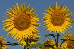 Auf dem Acker von Nathalie und Alois Bammert strahlen diese beiden Sonnenblumen mit der Sonne um die Wette. (Bild: Peter Helfenstein)