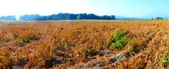 Ob das Kartoffelfeld noch einen Ertrag gibt? (Bild: Walter Buholzer)