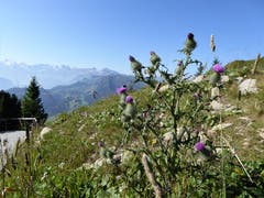 Schöne Kratzdistel am weg zum Stanserhorn. (Bild: Hans Steiner)