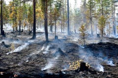 Zu heiss, zu trocken: Waldbrände in Schweden. (Bild: Keystone)