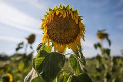 Eine vertrocknete Sonnenblume steht auf einem Feld in Sachsen. (Bild: Keystone)