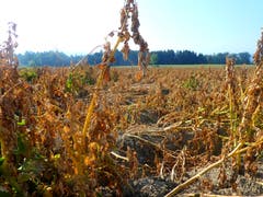 Kartoffelfeld in argen Nöten! (Bild: Walter Buholzer)