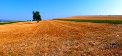 Kornfeld nach der Ernte. (Bild: Walter Buholzer)