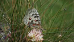 Der Apollo-Falter sonnt sich auf einer nahezu gleichfarbigen Blüte. (Bild: Christian Hählen, Braunwald GL)