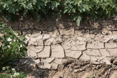 Risse durchziehen ein ausgetrocknetes Kartoffelfeld in der Schweiz. (Bild: Keystone)