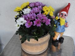 Vielleicht möchte uns dieser Zwerg sagen; "Nehmt euch alle in Acht, ab sofort wird es wieder viel früher Nacht" ! Aufgenommen in Meggen. (Bild: Margrith Imhof-Röthlin, 29. August 2018)