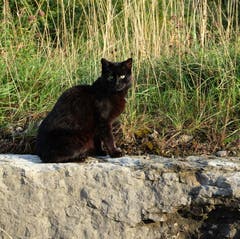 Was für ein Blick von diesem Kätzchen! Gesehen in Ennetbürgen. (Bild: Sepp Bernasconi, 29. August 2018)