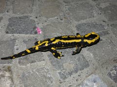 Nach der langen Trockenzeit kriechen die Feuersalamander wieder hervor. (Bild: Josef Eberhard)