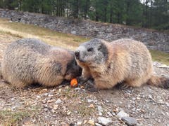 An der Karotte freuen sich die zwei Murmeltiere. Aufnahme in Saas Fee. (Bild: Bruno Ringgenberg, 29. August 2018)