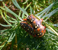 Das sollte aber ein schöner Sommervogel geben (Bild: Walter Buholzer (Fürenalp, 4. August 2018))