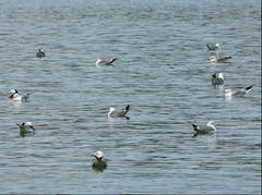 Wasser ist momentan von allen sehr gefragt. (Bild: Josef Lustenberger (Soppensee, 1. August 2018))