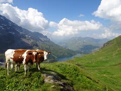 Diese Rinder geniessen die angenehme Temperatur auf der Engstlenalp (Bild: Walter von Holzen, 4. August 2018)