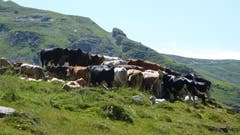 Diese Kühe hoffen auf ein kühles Lüftchen und schützen sich gegenseitig gegen die vielen Fliegen und Bremsen. (Bild: Willy Graber (Hasliberg, 4. August 2018))