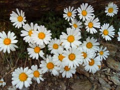 Bergblumen (Bild: Bruno Ringgenberg (Hohsaas ob Saas Grund, 1. August 2018))
