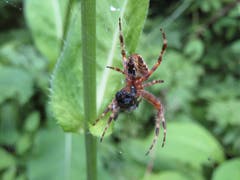 Eine Spinne beim genüsslichen Verspeisen einer Mahlzeit. (Bild: Peter Imboden, 4. August 2018)