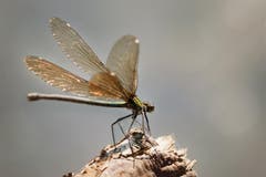 Auch die Libellen brauchen eine Pause mehr bei dieser Wärme. (Bild: Anita Imfeld-Leu)