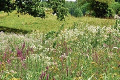 Auf dieser Buntbrache wurde das Berufkraut nicht entfernt – das kann den Landwirt teuer zu stehen kommen.
