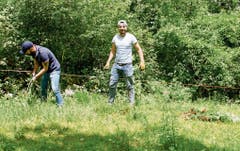 Asylbewerber helfen einem Landwirt in Frümsen, die vielen Berufkraut-Pflanzen zu entsorgen.