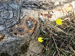 Zwei Überlebungskünstler am Weg der Schweiz in Seelisberg (Bild: Hans Steiner)