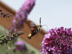 Ein hungriger Hummelschwärmer in Kaltenbach. (Bild: Arnold Zanoni)