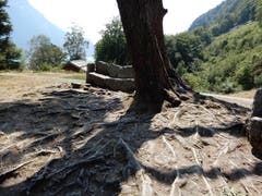 «Natur pur!» Allerdings hinterlässt diese unglaubliche Trockenheit ihre unerfreulichen Spuren. (Bild: Margrith Imhof-Röthlin (Rütli, 5. August 2018))