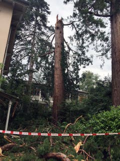 In diesen Baum schlug der Blitz ein. (Bild: Roman Hodel)