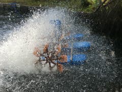 Abkühlung für die Forellen im Blausee. (Bild: Helene Grosswiler, Blausee, 8. August 2018)