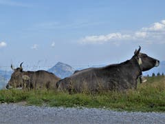 Gemütlichkeit auf der Klewenalp. In der Bildmitte die Rigi-Hochfluh. (Bild: Hans Steiner, 9. August 2018))
