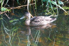 Eine Ente.