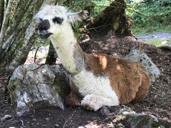 Dieses Alpaka sucht sich ein kühles Plätzchen am Schatten. (Bild: Helen Gosswiler, Blausee, 9. August 2018)