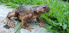 Seit Trockenheit herrscht, haben wir in unserem (bewässerten) Garten neue Bewohner. (Bild: Priska Arnold (Holzhäusern, 2. August 2018))