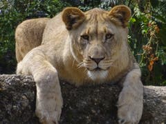 Ich bin ein Basler Zoo Löwe ohne Mähne. Ich war beim Coiffeur. Und zum Herumlaufen hab ich auch keine Lust. (Bild: Josef Müller, Zoo Basel, 8. August 2018)