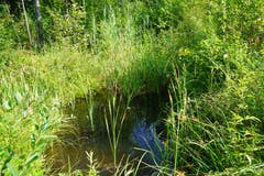 Einer der acht Weiher.