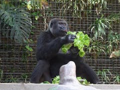 Affe im Zoo Basel. (Bild: Josef Müller, Zoo Basel, 8. August 2018)