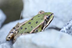 Ein junger Frosch trotzt der Hitze und erkundet unseren Garten. (Bild: Xaver Husmann (Rain, 9. August 2018))