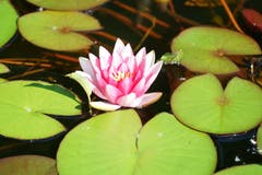Seerose - wahrscheinlich widerrechtlich eingepflanzt.